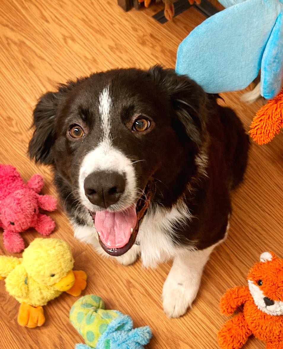 Enlarge Pongo - adopted!, an adopted mixed breed in Minneapolis, MN image 2/6