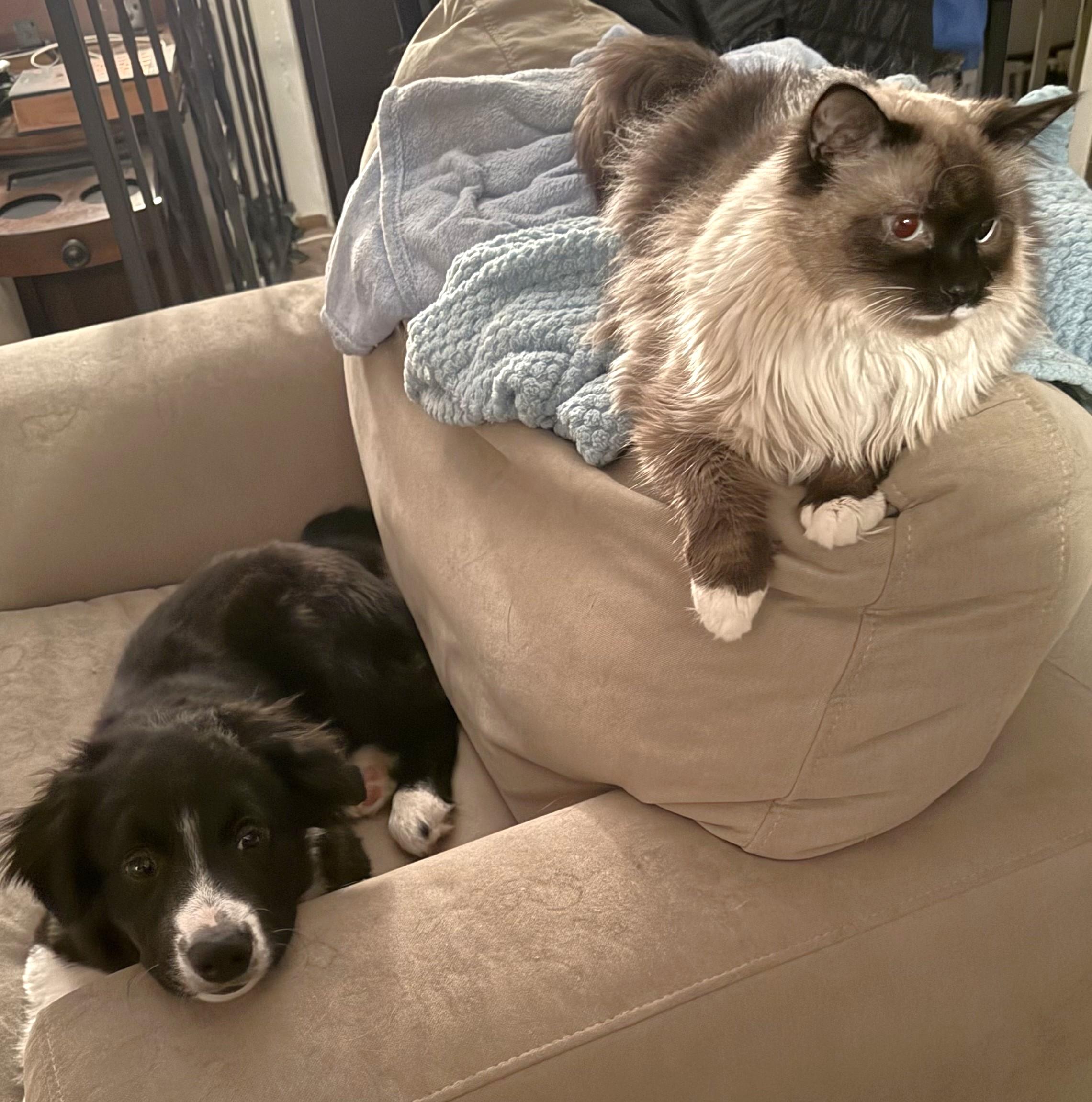 Enlarge Pongo - adopted!, an adopted mixed breed in Minneapolis, MN image 5/6