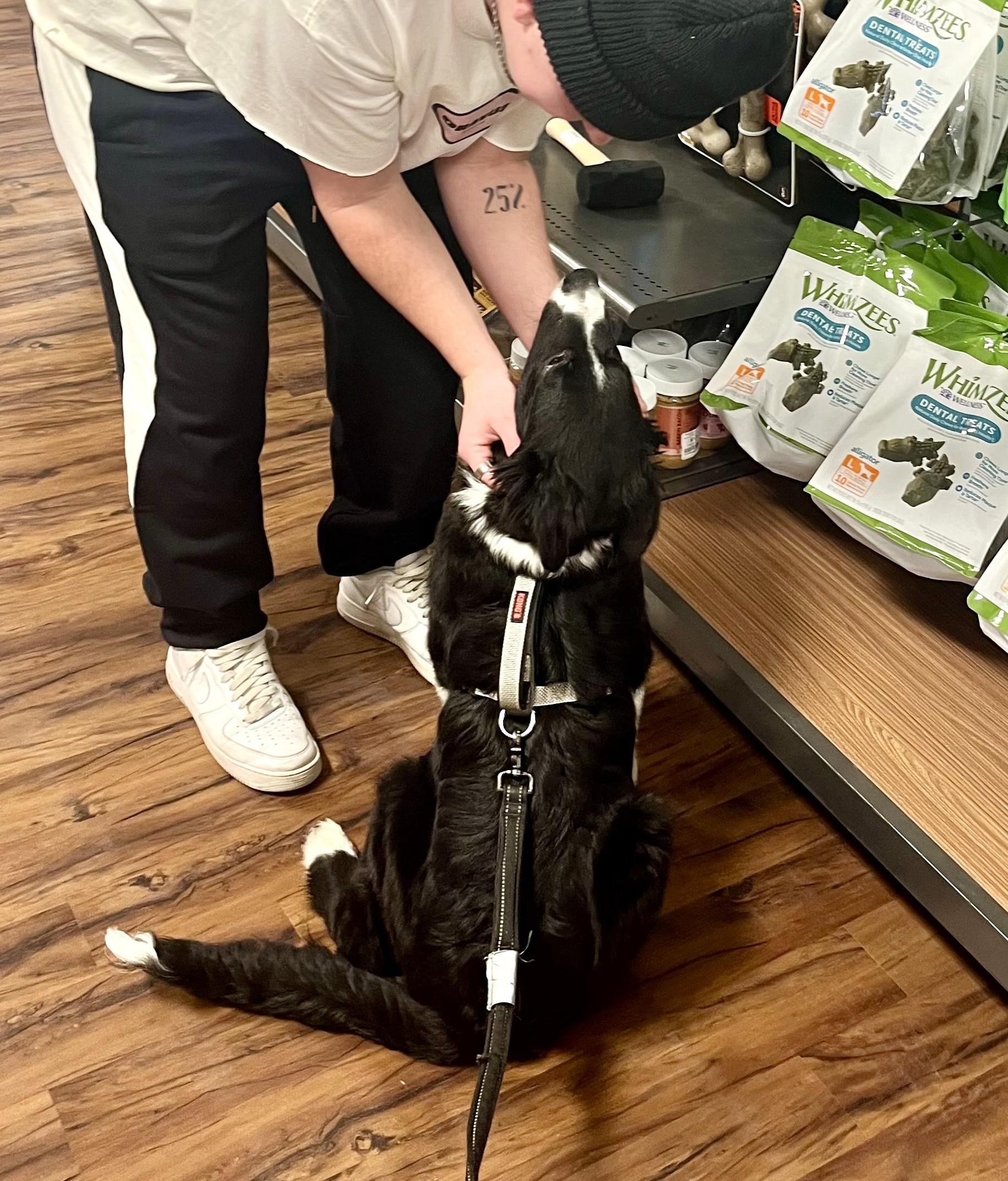 Enlarge Pongo - adopted!, an adopted mixed breed in Minneapolis, MN image 3/6