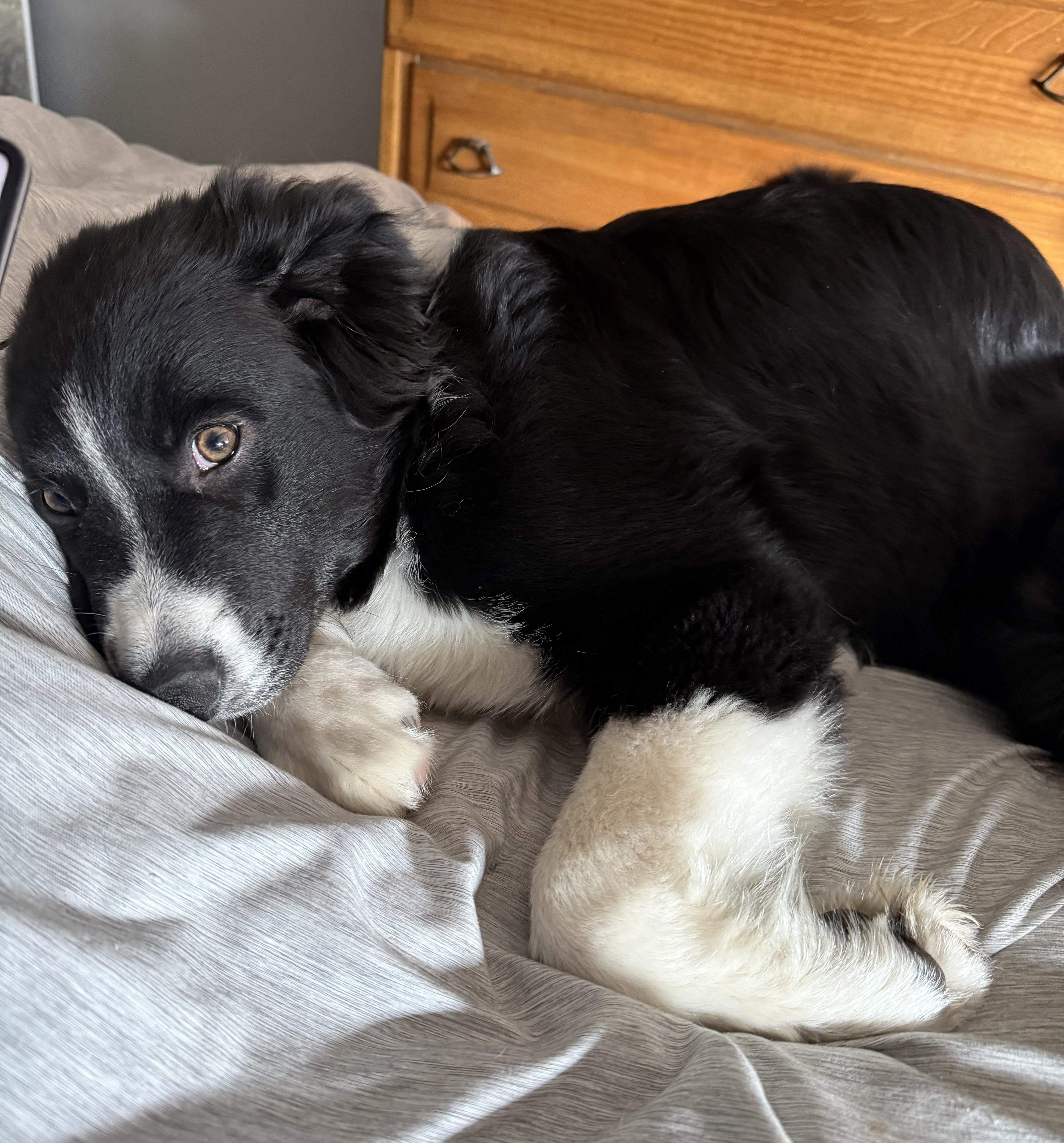 Enlarge Pongo - adopted!, an adopted mixed breed in Minneapolis, MN image 4/6