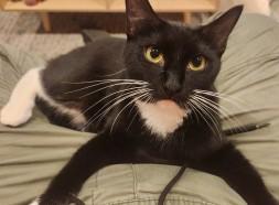 Enlarge SIMON & PEGGY SUE, a Adoptable mixed breed in Bangor, ME image 5/6