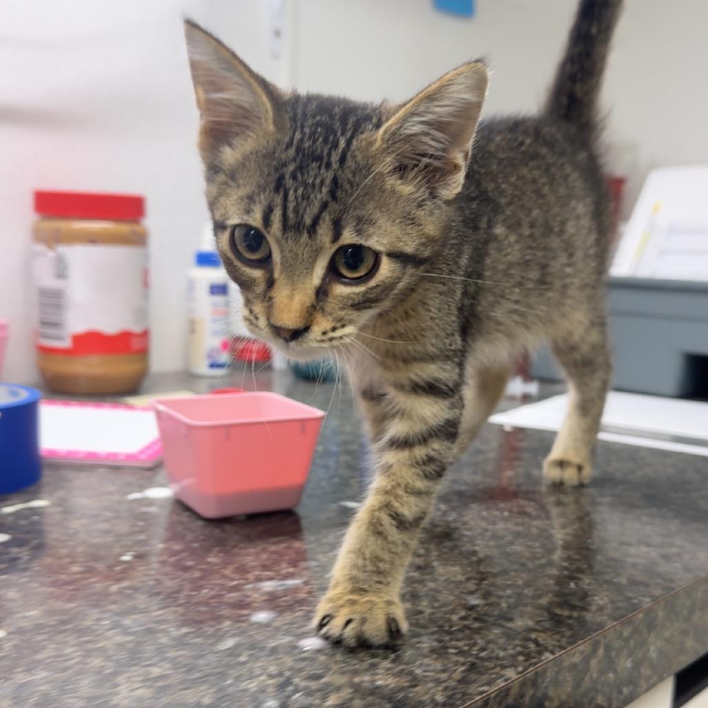 Enlarge Rise, a Adoptable Domestic Short Hair in Shelbyville, IL image 1/1