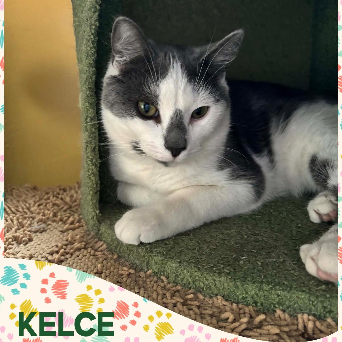 Kelce, Adoptable, Kitten Male Domestic Short Hair.