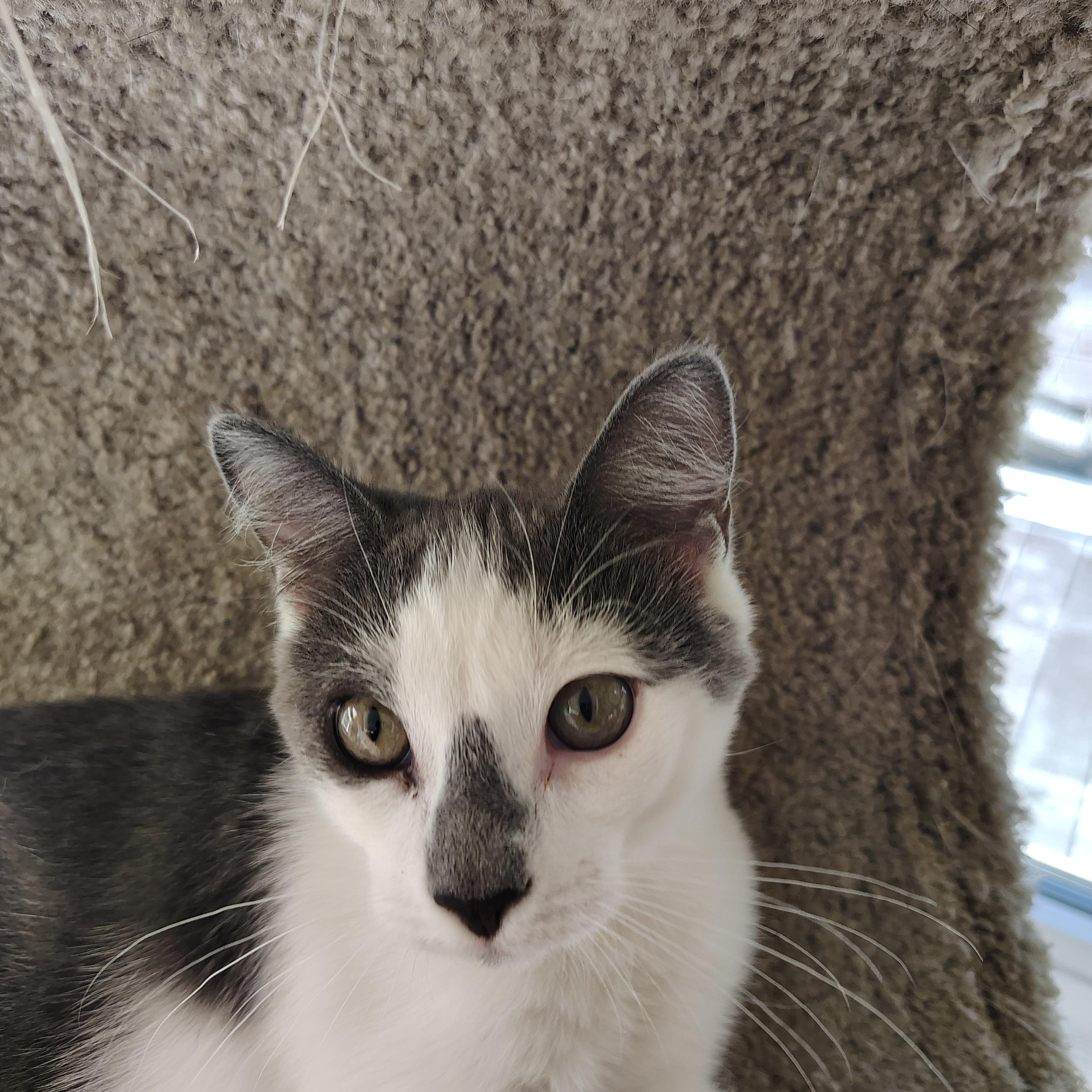 Enlarge Kelce, a Adoptable Domestic Short Hair in Sewell, NJ image 4/6