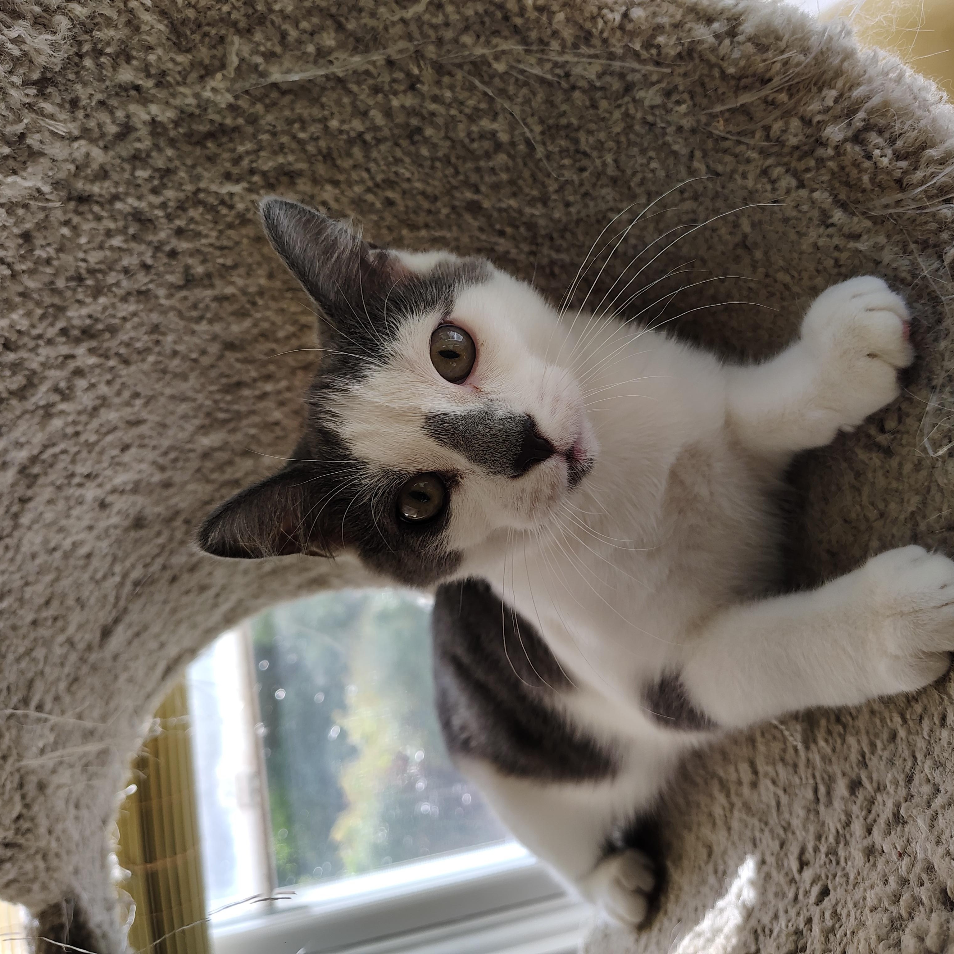 Enlarge Kelce, a Adoptable Domestic Short Hair in Sewell, NJ image 5/6