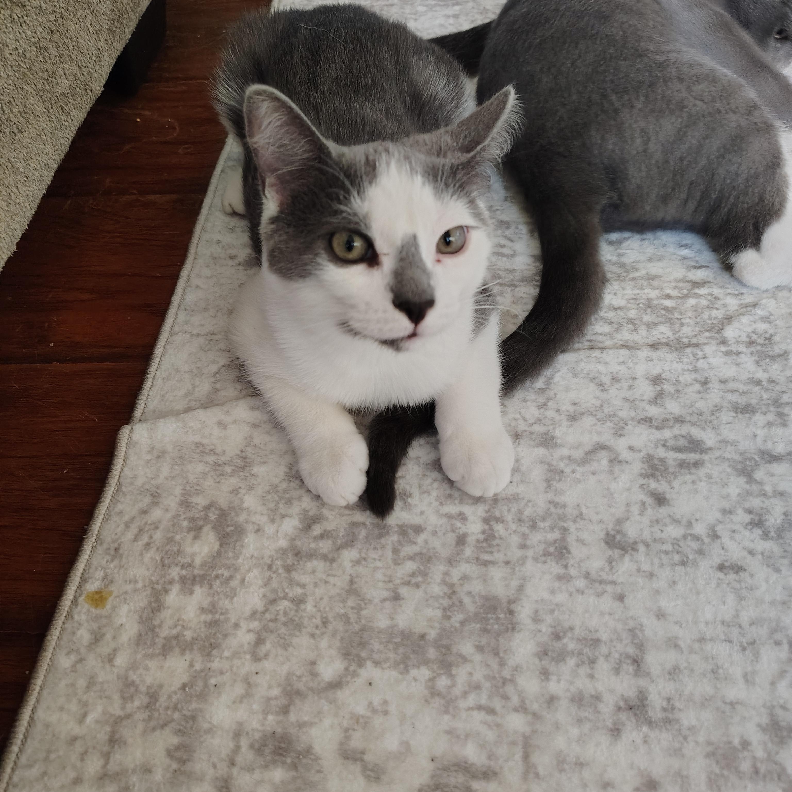 Enlarge Kelce, a Adoptable Domestic Short Hair in Sewell, NJ image 6/6