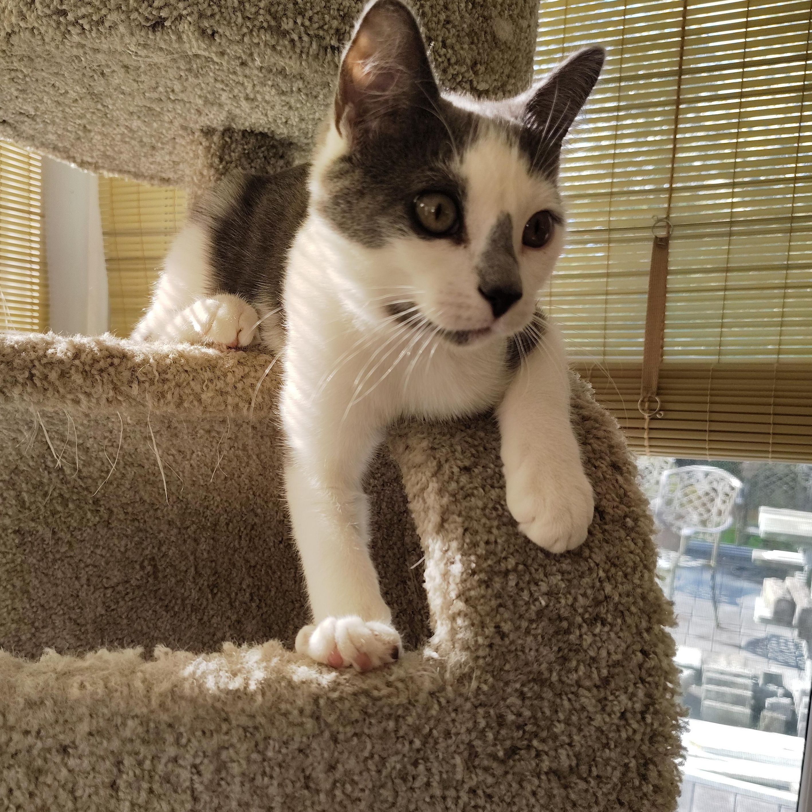 Kelce, Adoptable, Kitten Male Domestic Short Hair.