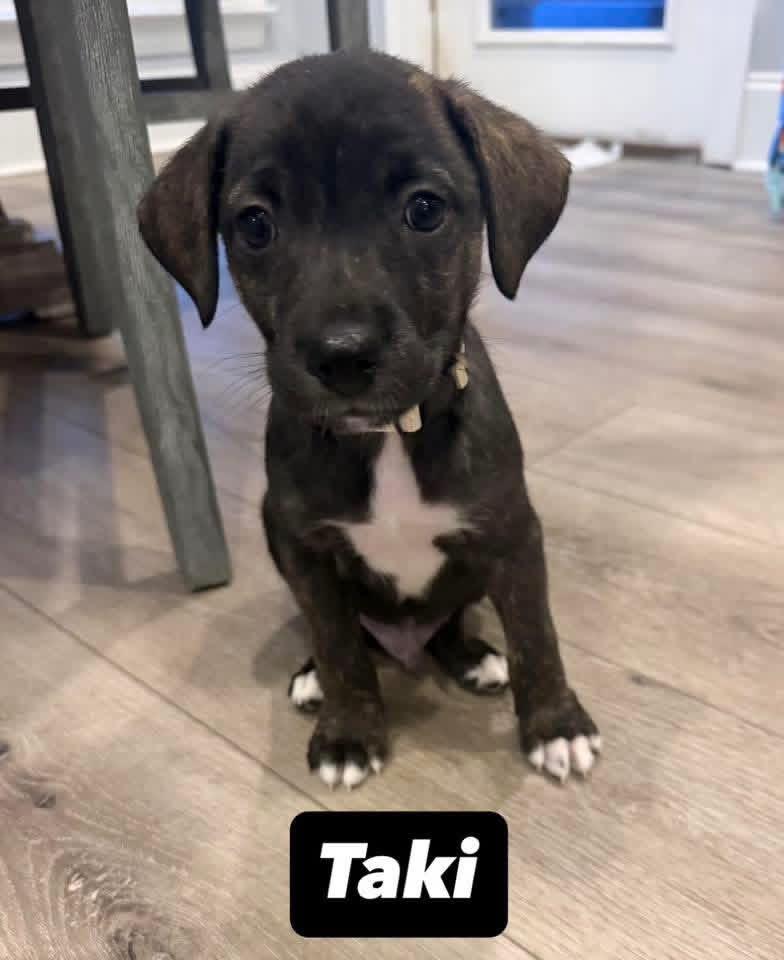Taki, a ADOPTABLE mixed breed in Walker, LA image 1/2