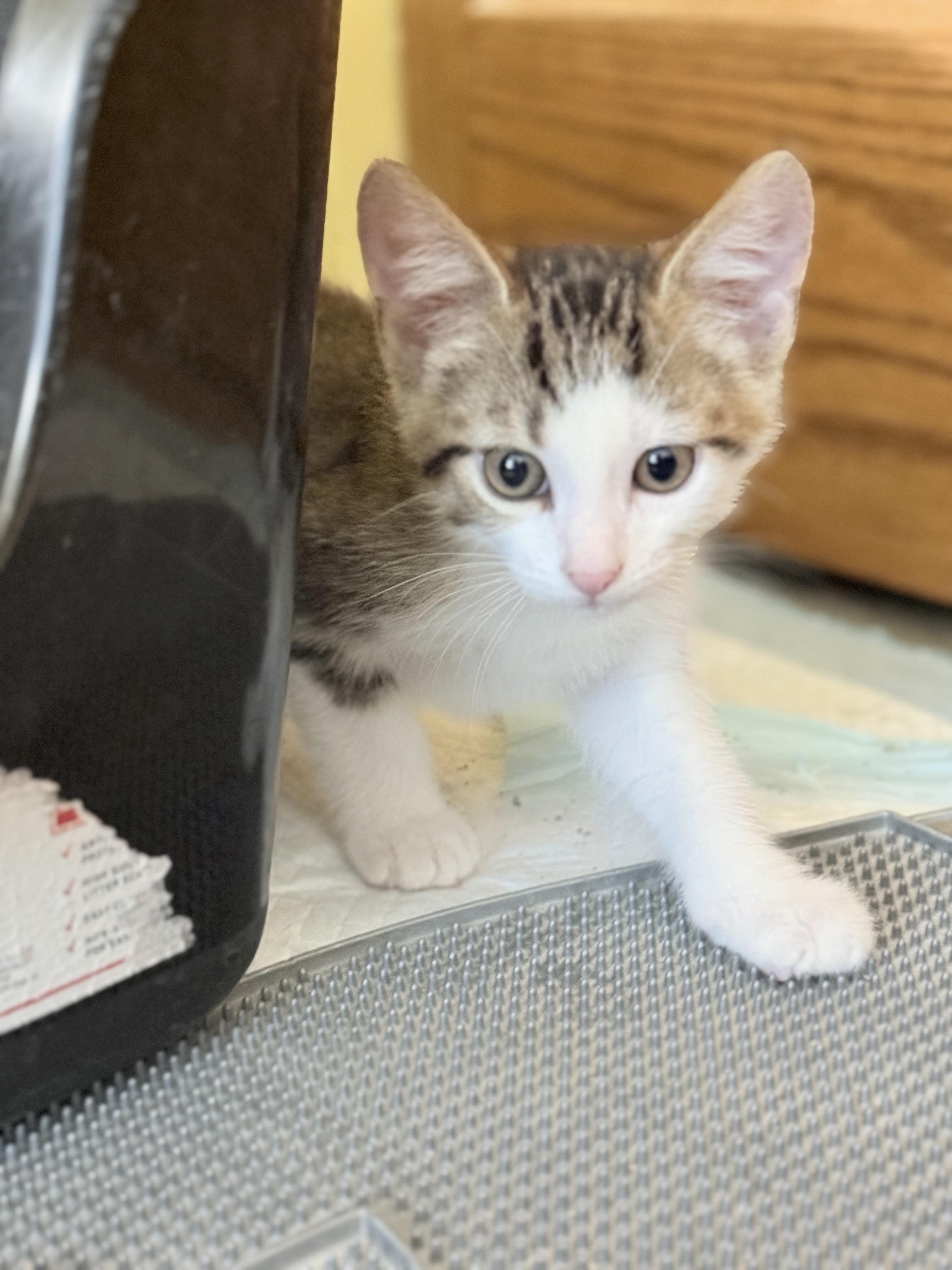 Enlarge Baby Buddy, a Adopted Domestic Short Hair in Grayslake, IL image 2/4