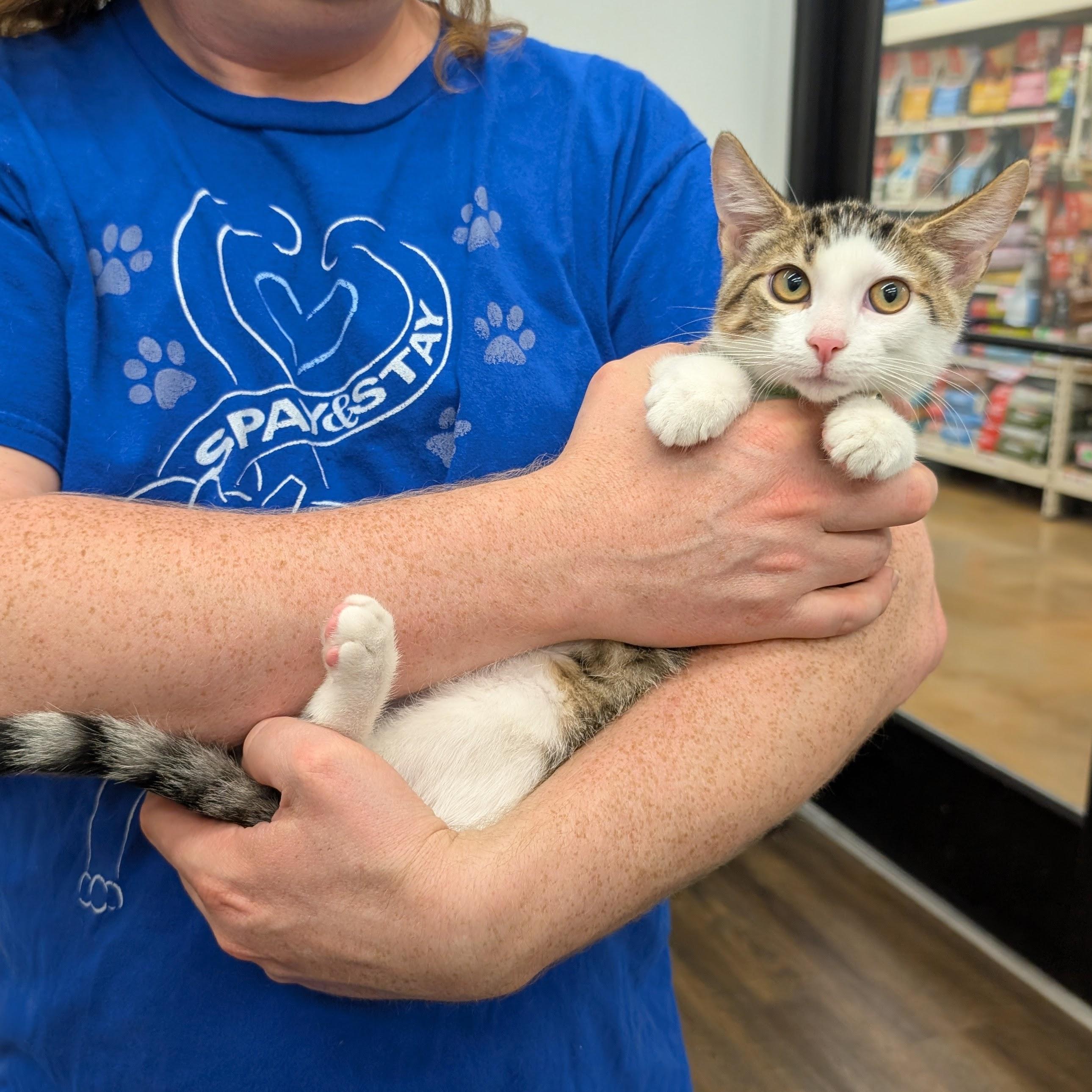 Enlarge Baby Buddy, a Adopted Domestic Short Hair in Grayslake, IL image 1/4
