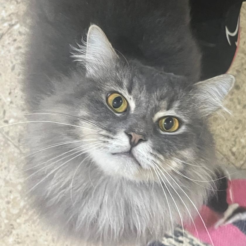 Enlarge TOSCKA, a Adopted Persian in Mahwah, NJ image 2/5