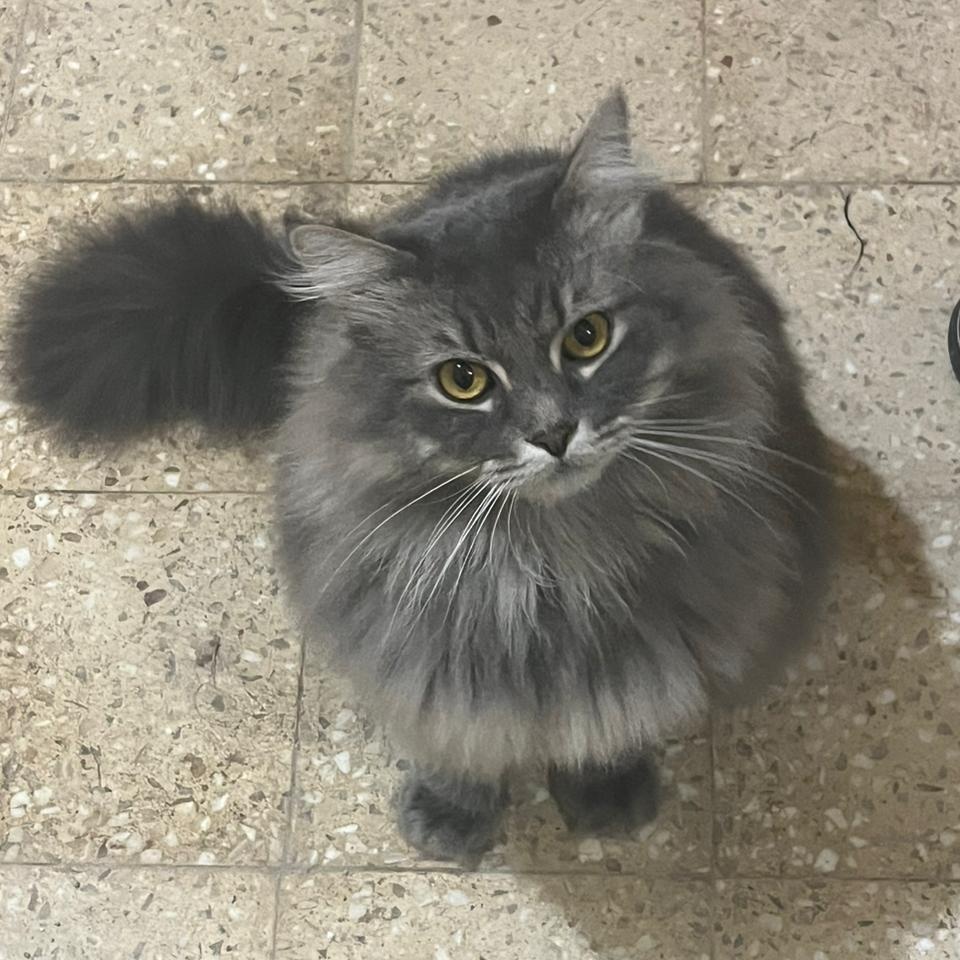 Enlarge TOSCKA, a Adopted Persian in Mahwah, NJ image 4/5