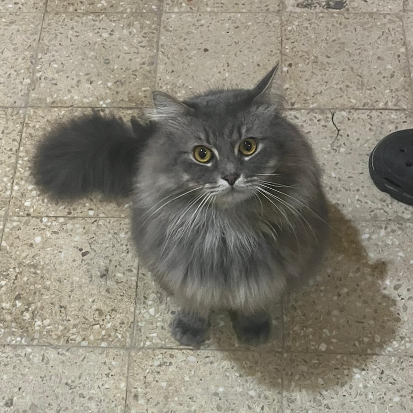 Enlarge TOSCKA, a Adopted Persian in Mahwah, NJ image 3/5