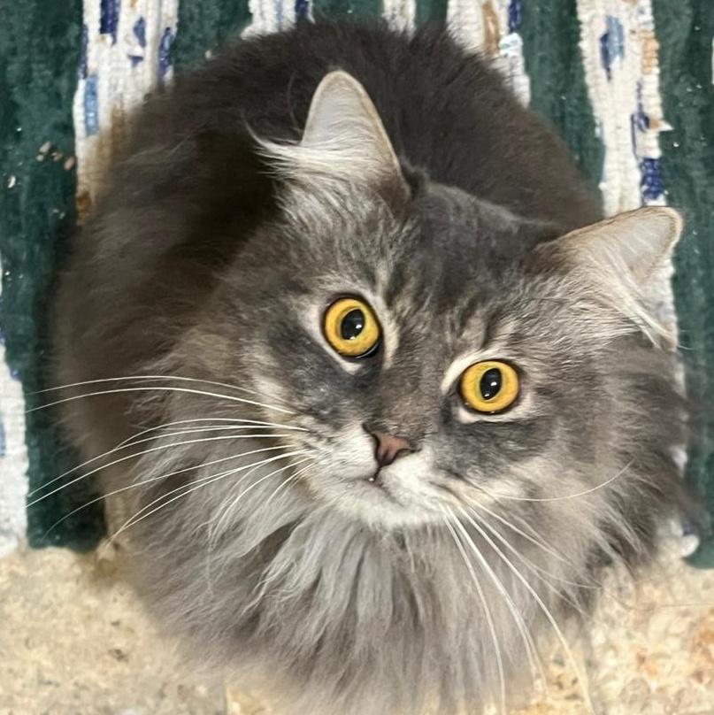 Enlarge TOSCKA, a Adopted Persian in Mahwah, NJ image 1/5