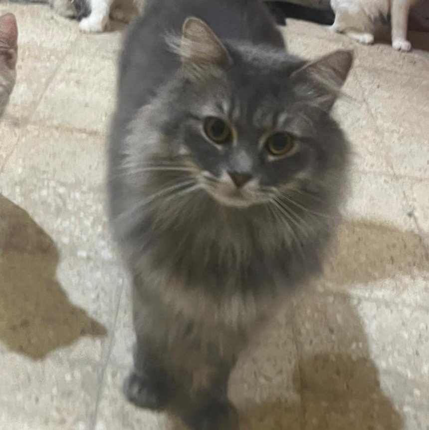 Enlarge TOSCKA, a Adopted Persian in Mahwah, NJ image 5/5