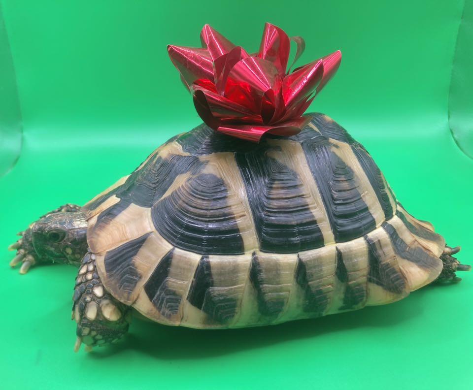 Enlarge Scarf, an adopted Tortoise in Palmerton, PA image 1/4