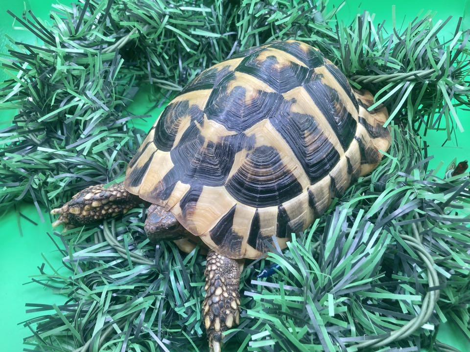 Enlarge Scarf, an adopted Tortoise in Palmerton, PA image 2/4