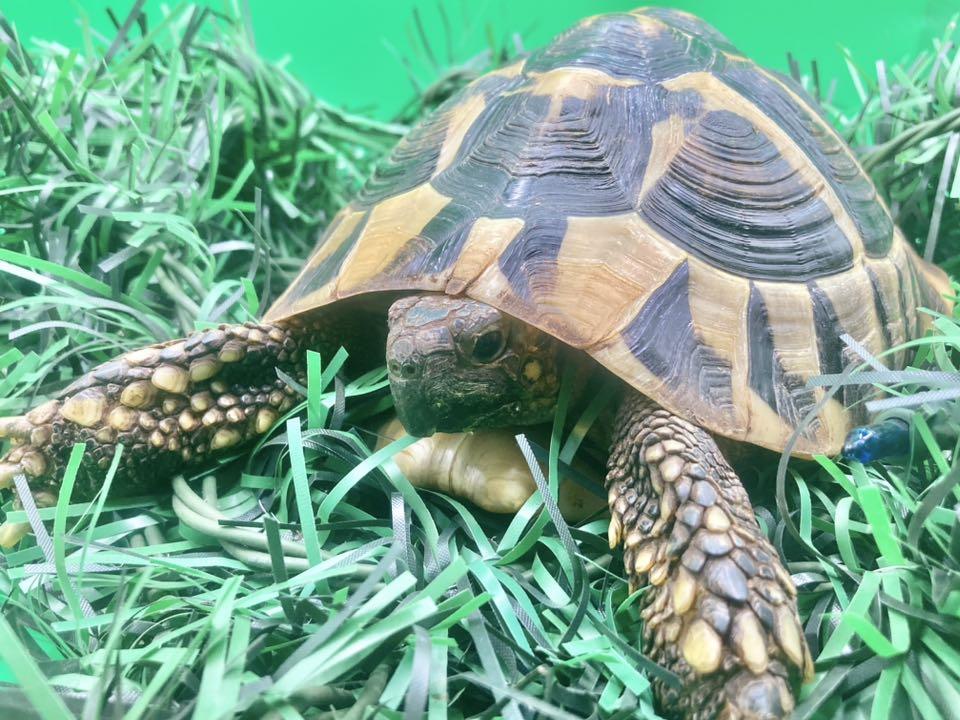 Enlarge Scarf, an adopted Tortoise in Palmerton, PA image 3/4