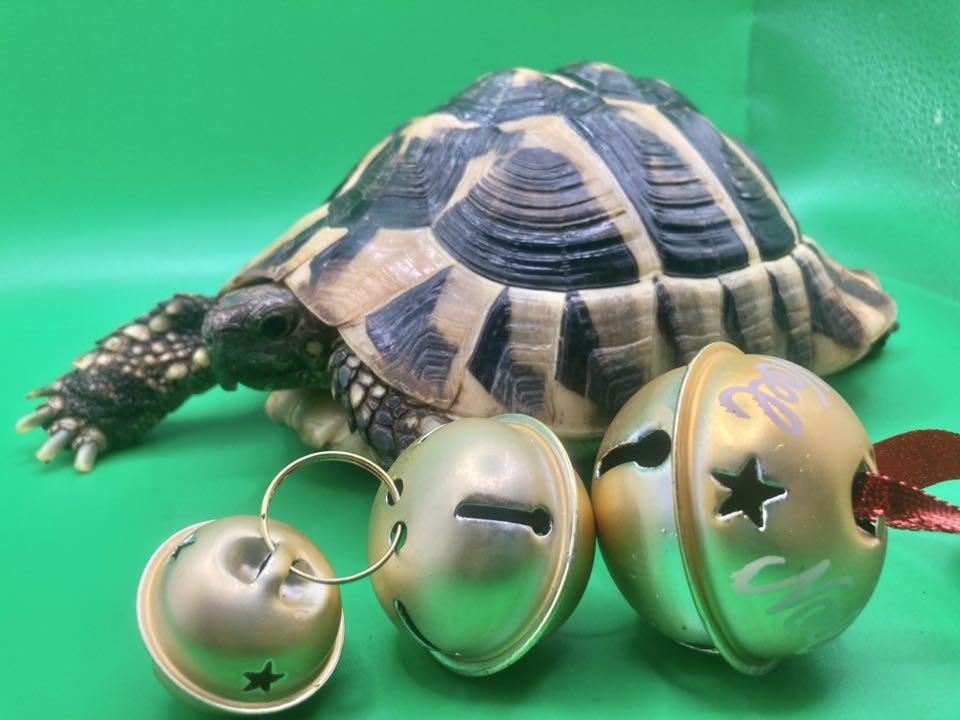 Enlarge Scarf, an adopted Tortoise in Palmerton, PA image 4/4