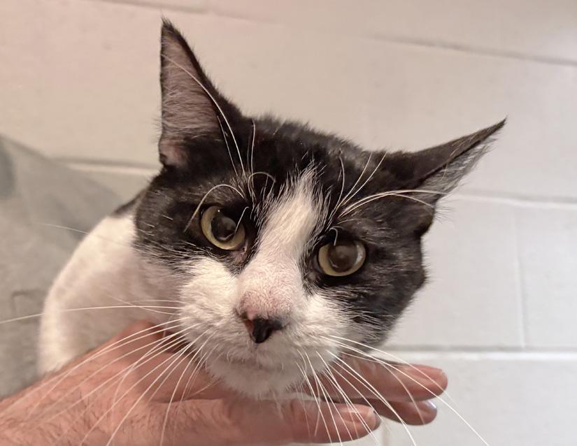 Dash, Adoptable, Adult Male Domestic Short Hair.