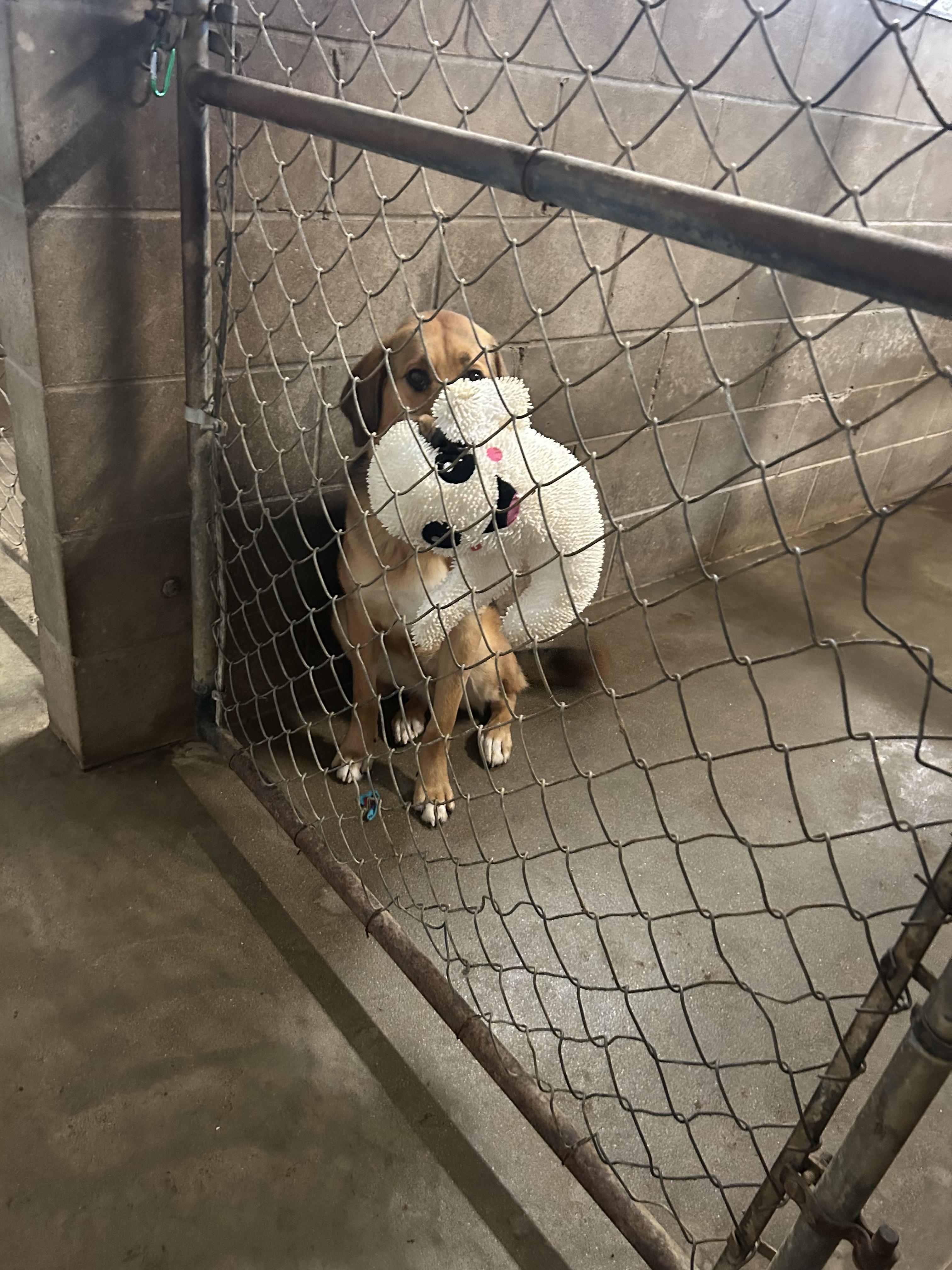 Reese, Adoptable, Young Female Bloodhound & Alaskan Malamute.