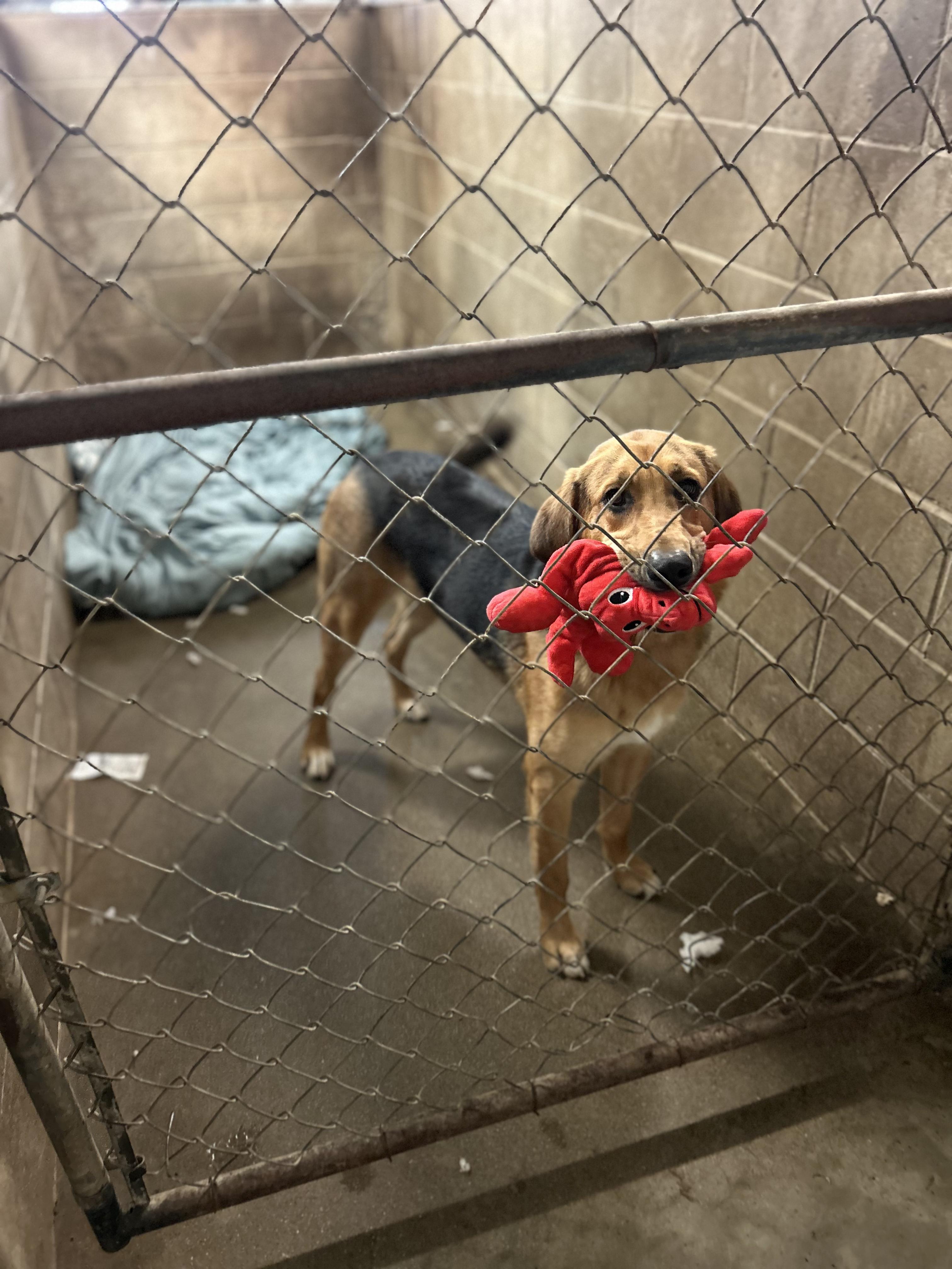 Enlarge Reese, a Adoptable mixed breed in Petersburg, IN image 2/2