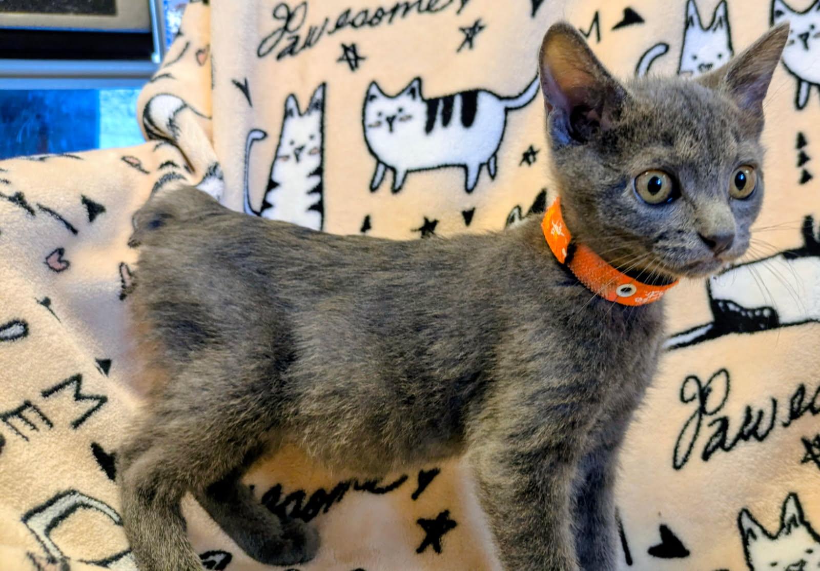 Pebble, adopted, Kitten Male Domestic Short Hair & Manx.