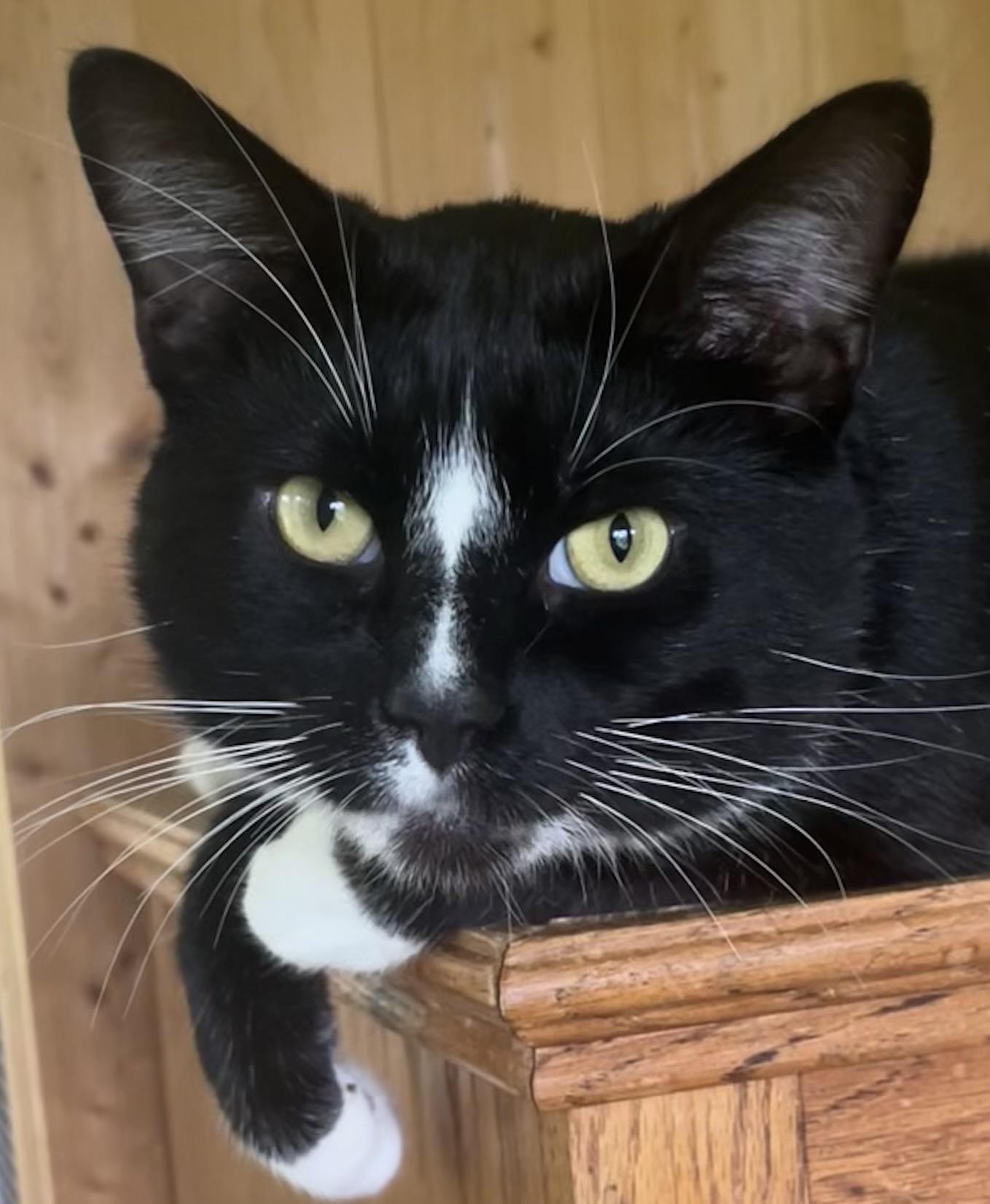 Tux, an adopted mixed breed in Bow, WA image 6/6