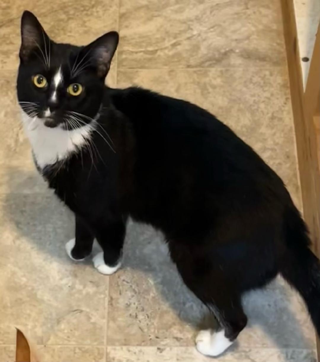 Tux, an adopted mixed breed in Bow, WA image 4/6