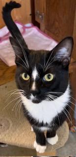 Tux, an adopted mixed breed in Bow, WA image 5/6