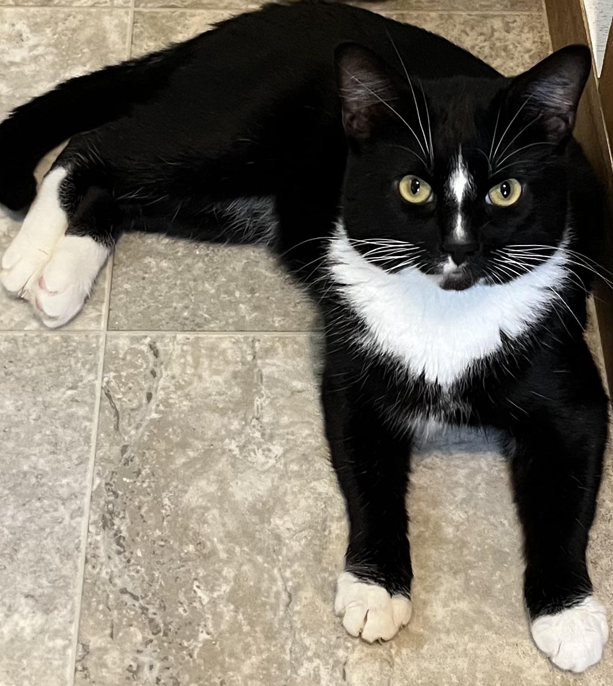 Tux, Adoptable, Adult Male Tuxedo & American Shorthair.