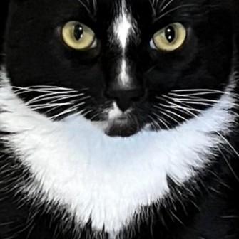 Tux, an adopted mixed breed in Bow, WA image 3/6