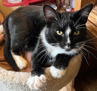 Tux, an adopted mixed breed in Bow, WA image 1/6