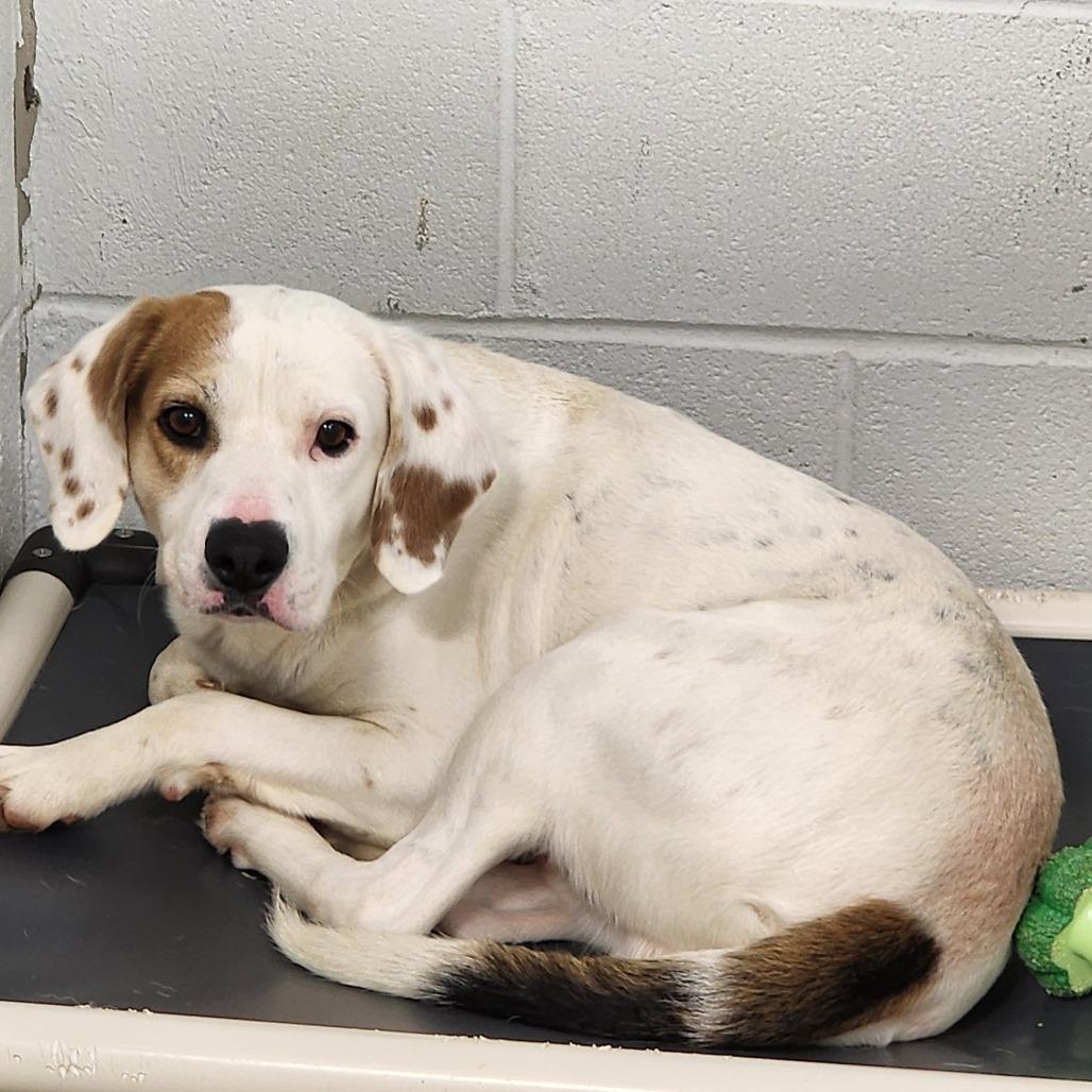 Enlarge FINN, a ADOPTABLE mixed breed in Corydon, IN image 1/1