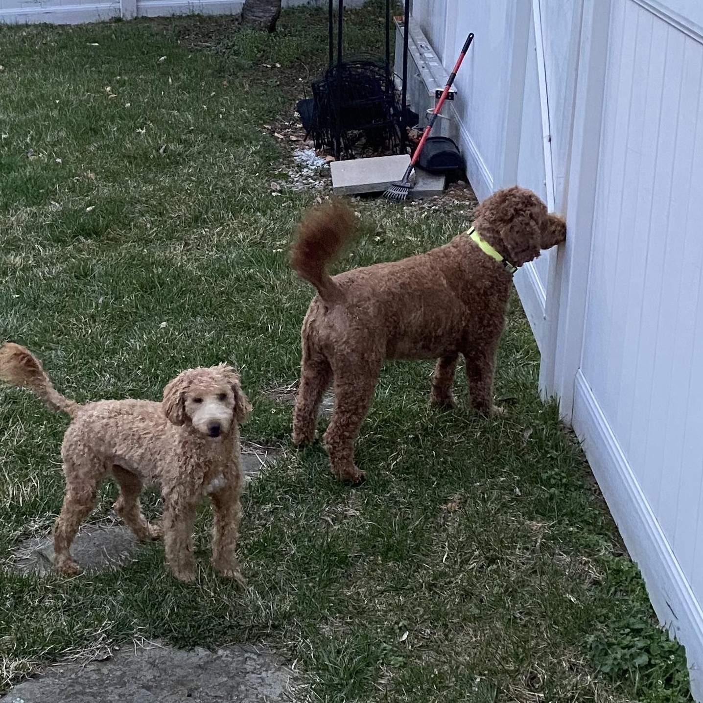 Rox, Adopted, Adult Female Poodle.