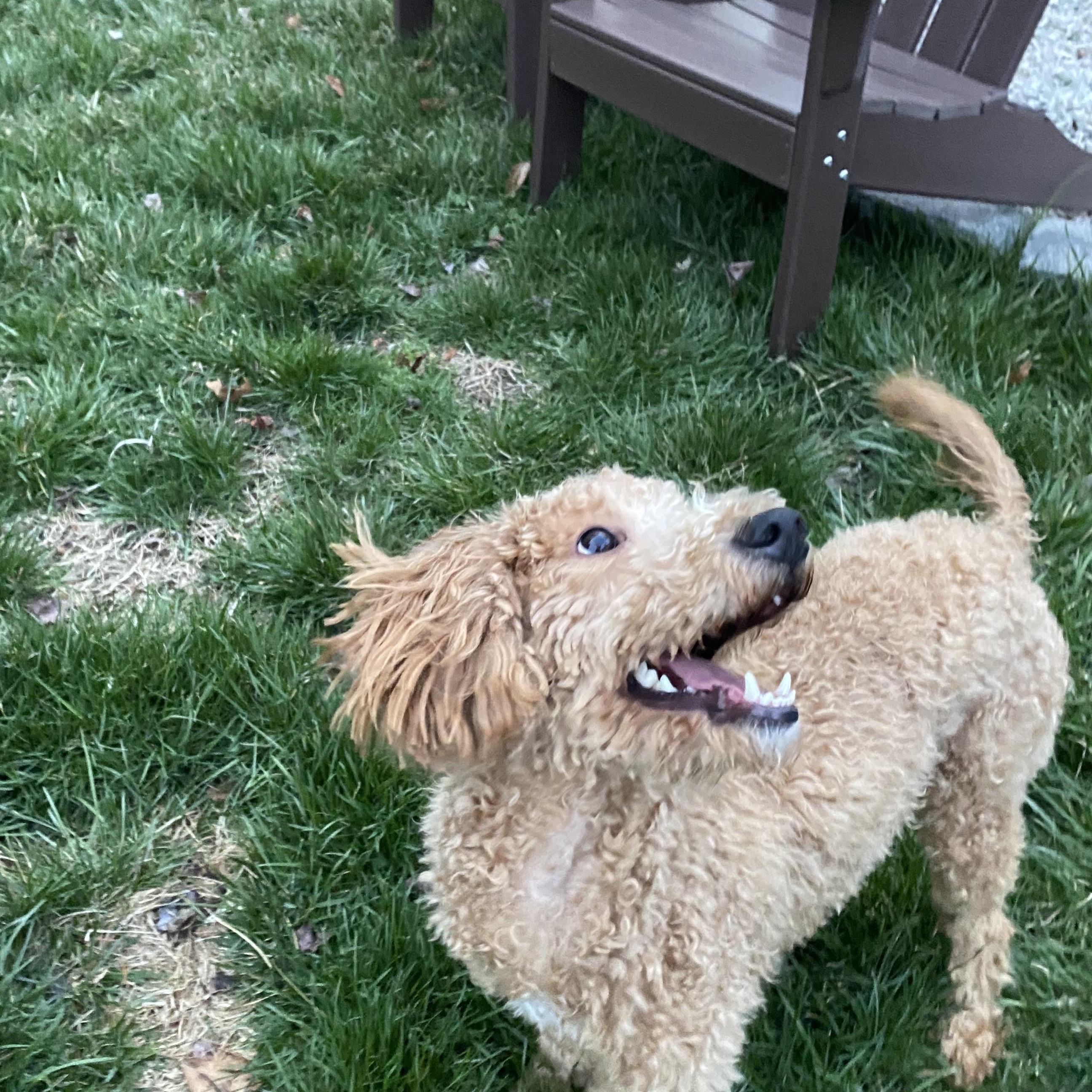 Rox, a Adopted mixed breed in Berlin, NJ image 2/3