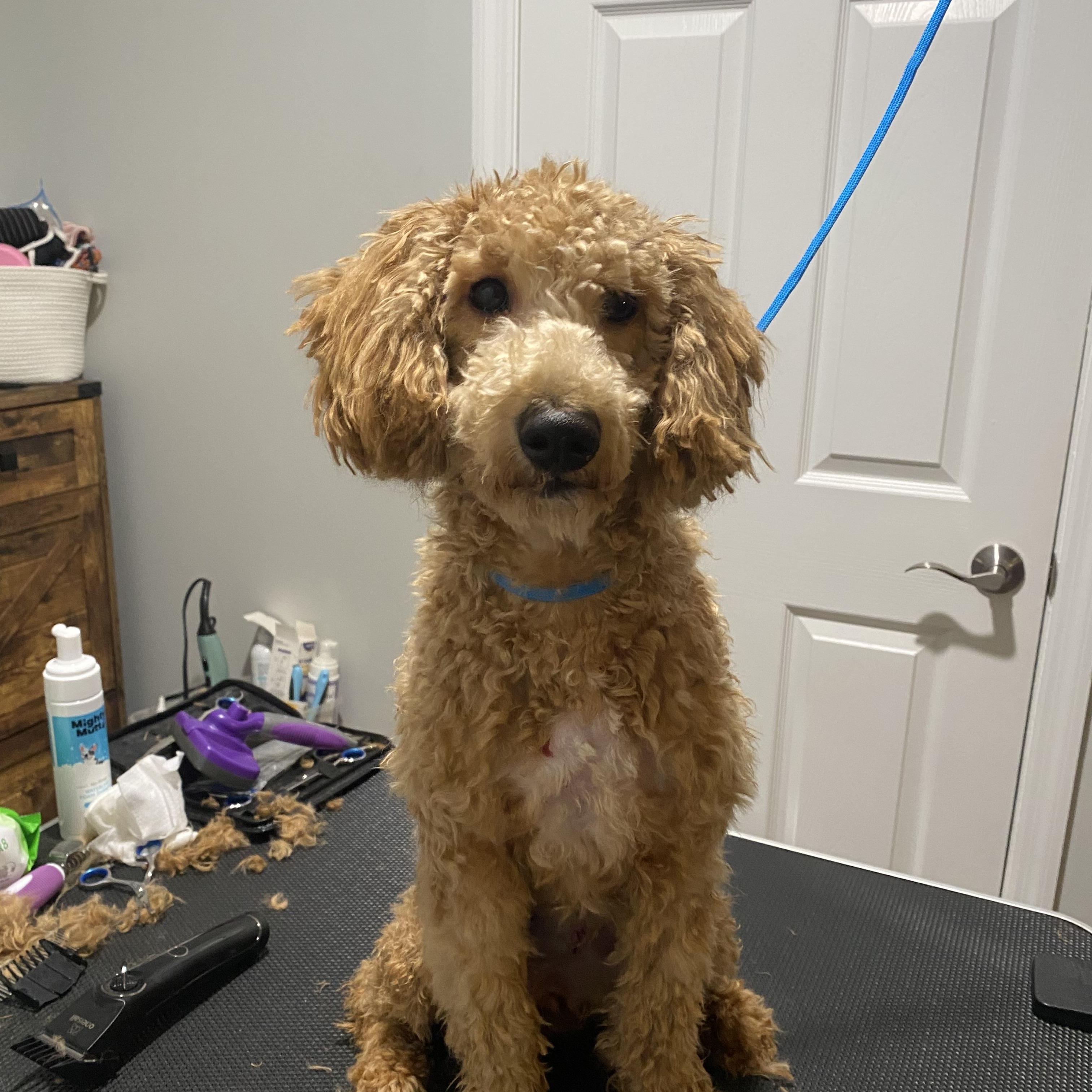 Rox, a Adopted mixed breed in Berlin, NJ image 3/3