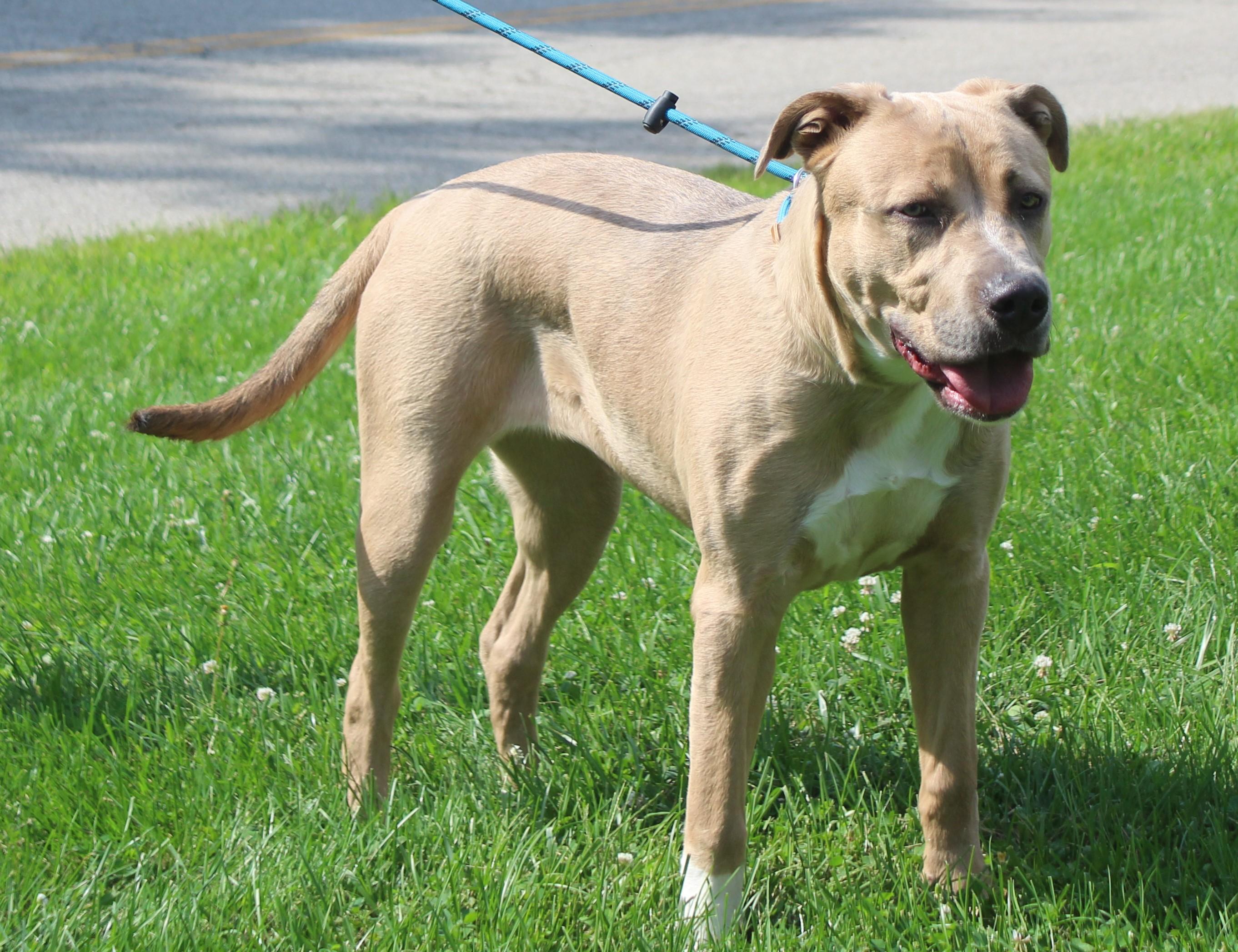 Darla (12301), ADOPTABLE, Adult Female Labrador Retriever & Pit Bull Terrier.