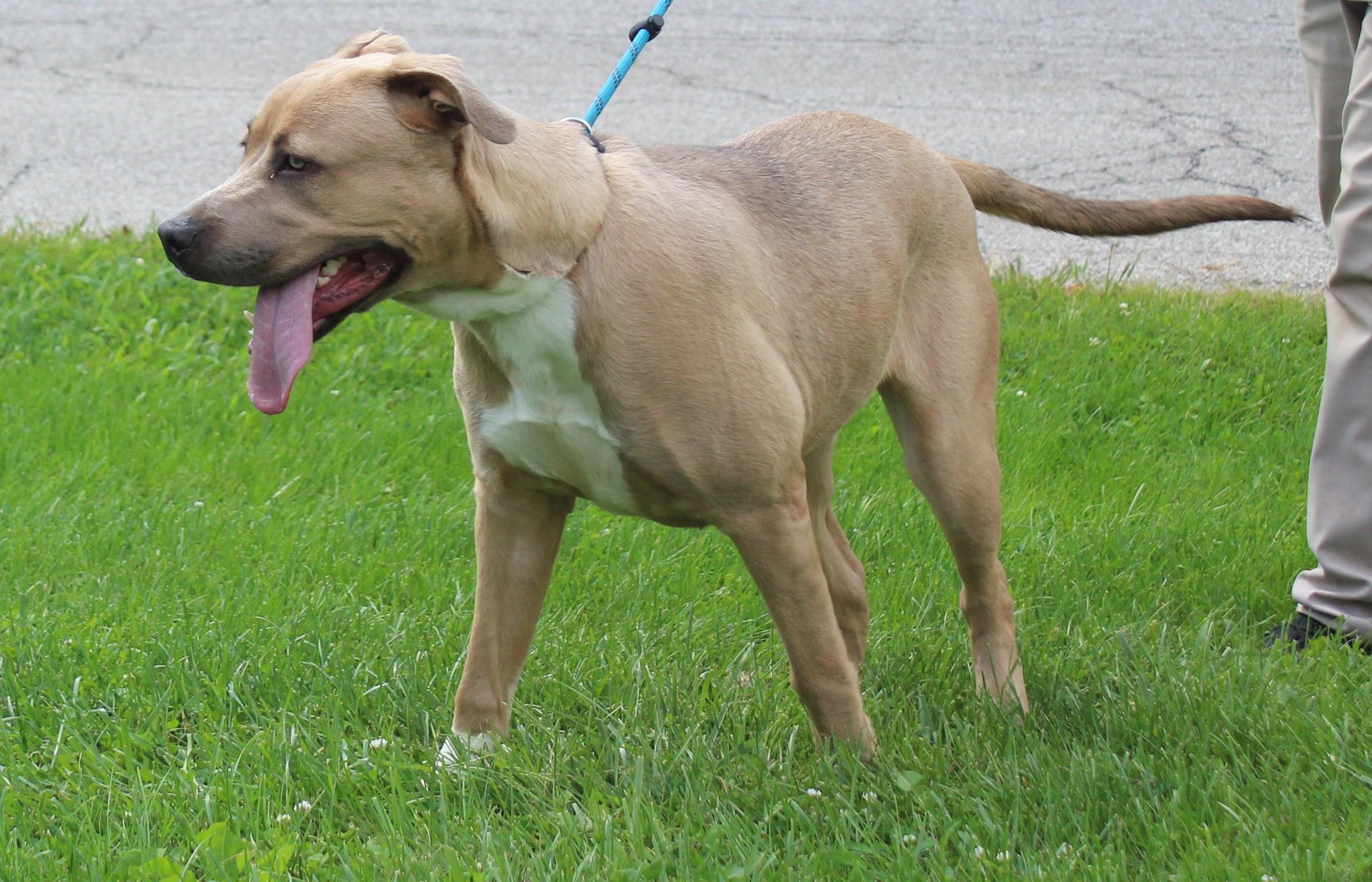 Enlarge Darla (12301), a ADOPTABLE mixed breed in Heath, OH image 2/2