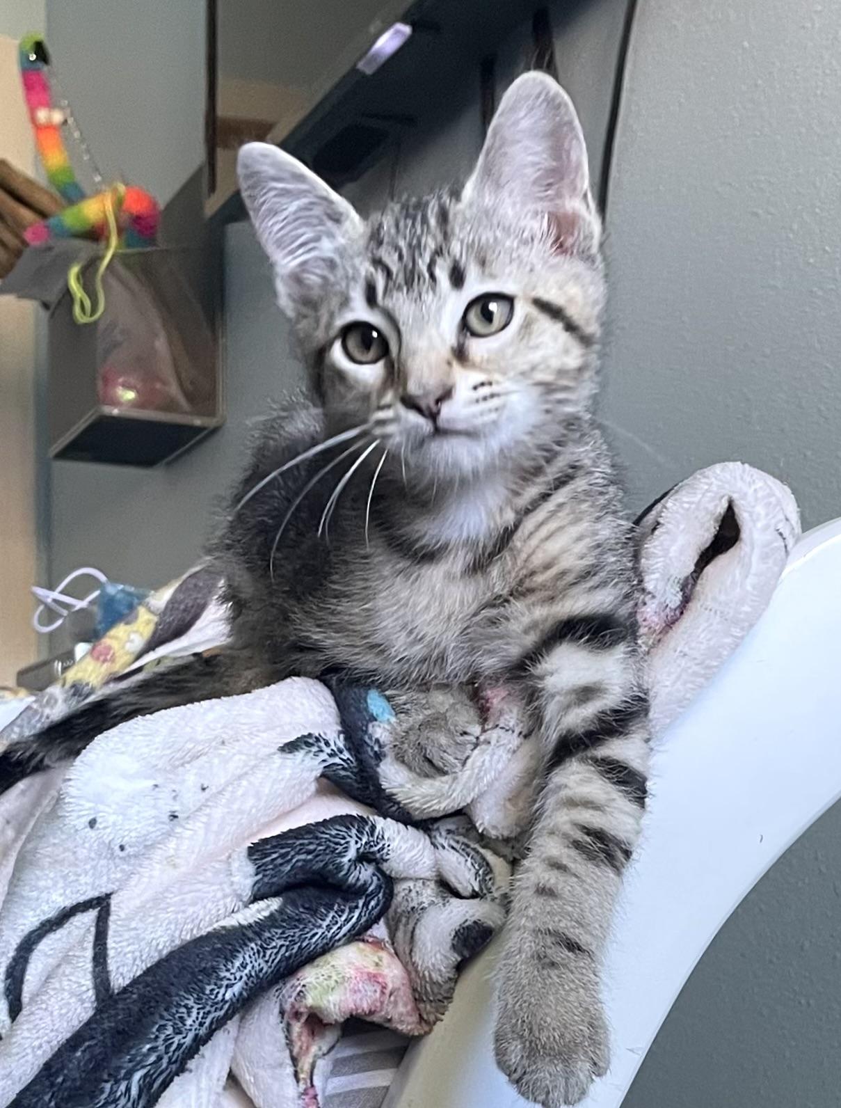 Agate, Baby Female unknown