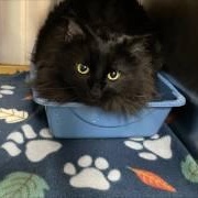 Princesa, adoptable, Adult Female Domestic Long Hair.