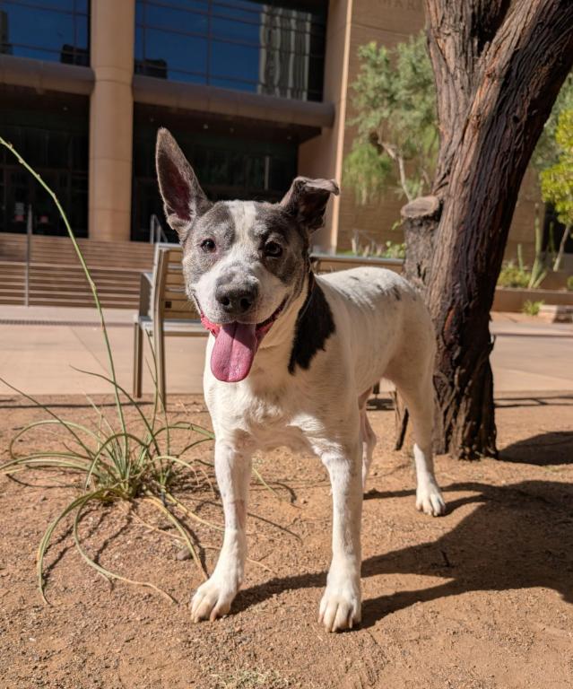 Mando 4070, Adoptable, Senior Male Australian Shepherd.