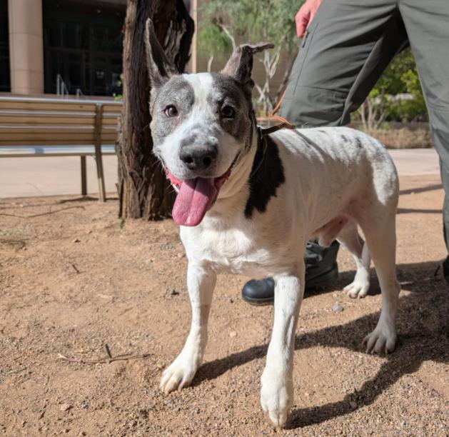 Mando 4070, a Adoptable Australian Shepherd in Phoenix, AZ image 2/2
