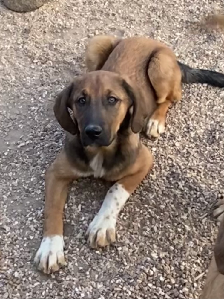 Kaimi, Adopted, Young Male Saint Bernard & Black and Tan Coonhound.