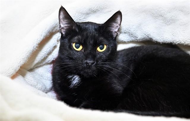 FIGARO, Adoptable, Young Female Domestic Short Hair.