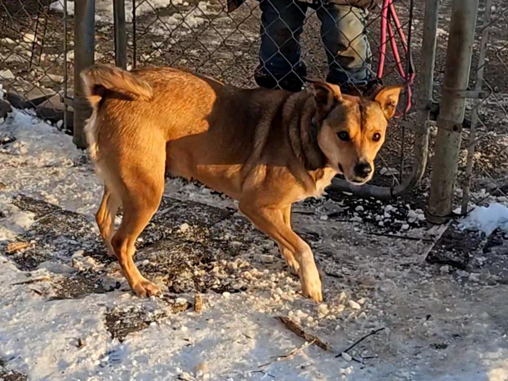 Enlarge Princess, a Adoptable mixed breed in Ringwood, NJ image 5/6