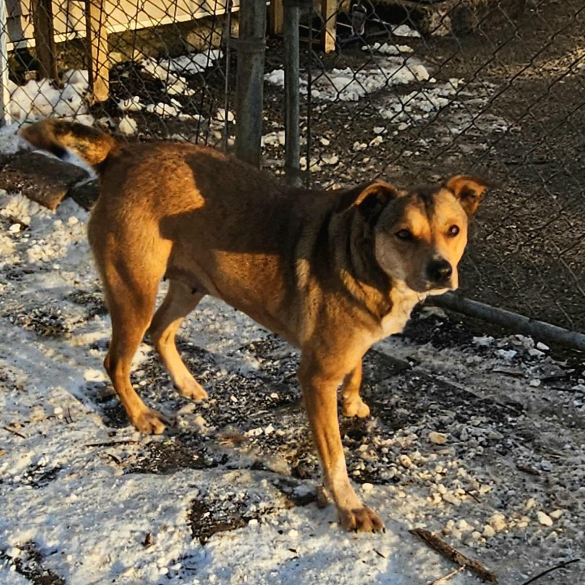 Enlarge Princess, a Adoptable mixed breed in Ringwood, NJ image 3/6