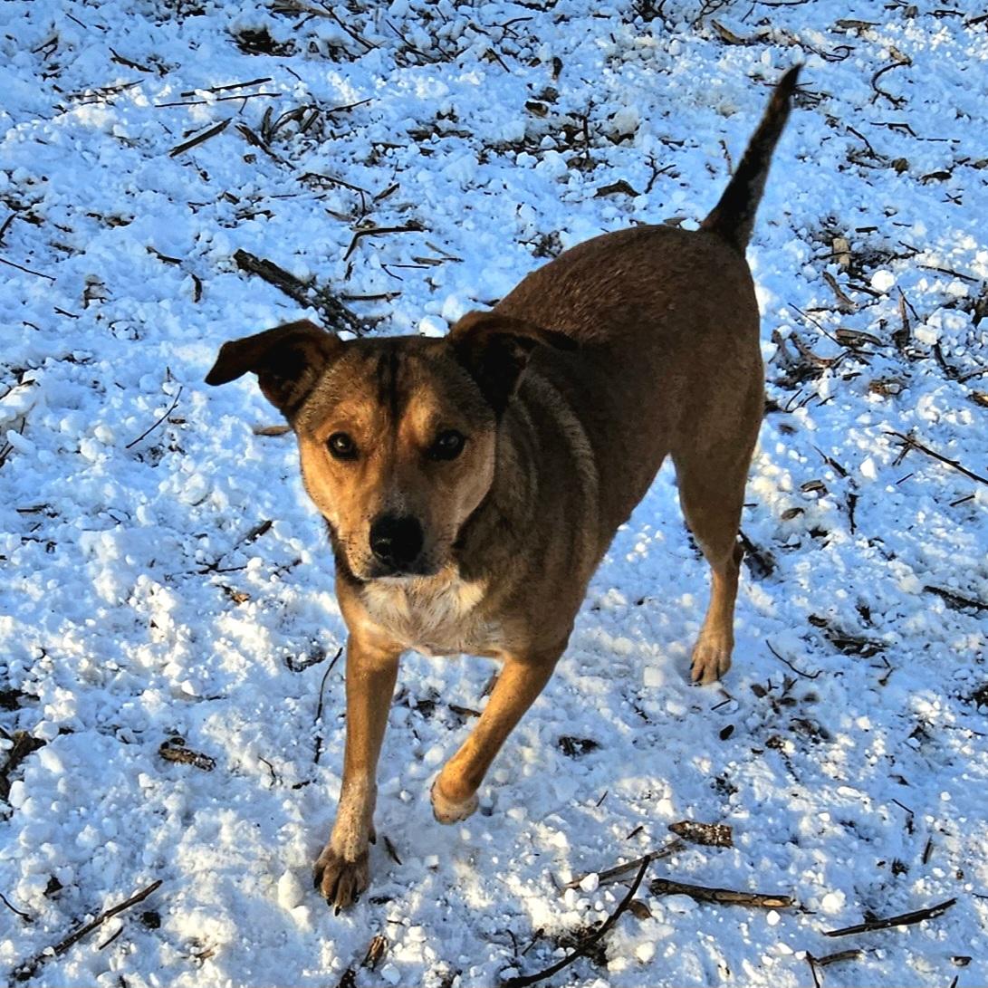 Enlarge Princess, a Adoptable mixed breed in Ringwood, NJ image 4/6