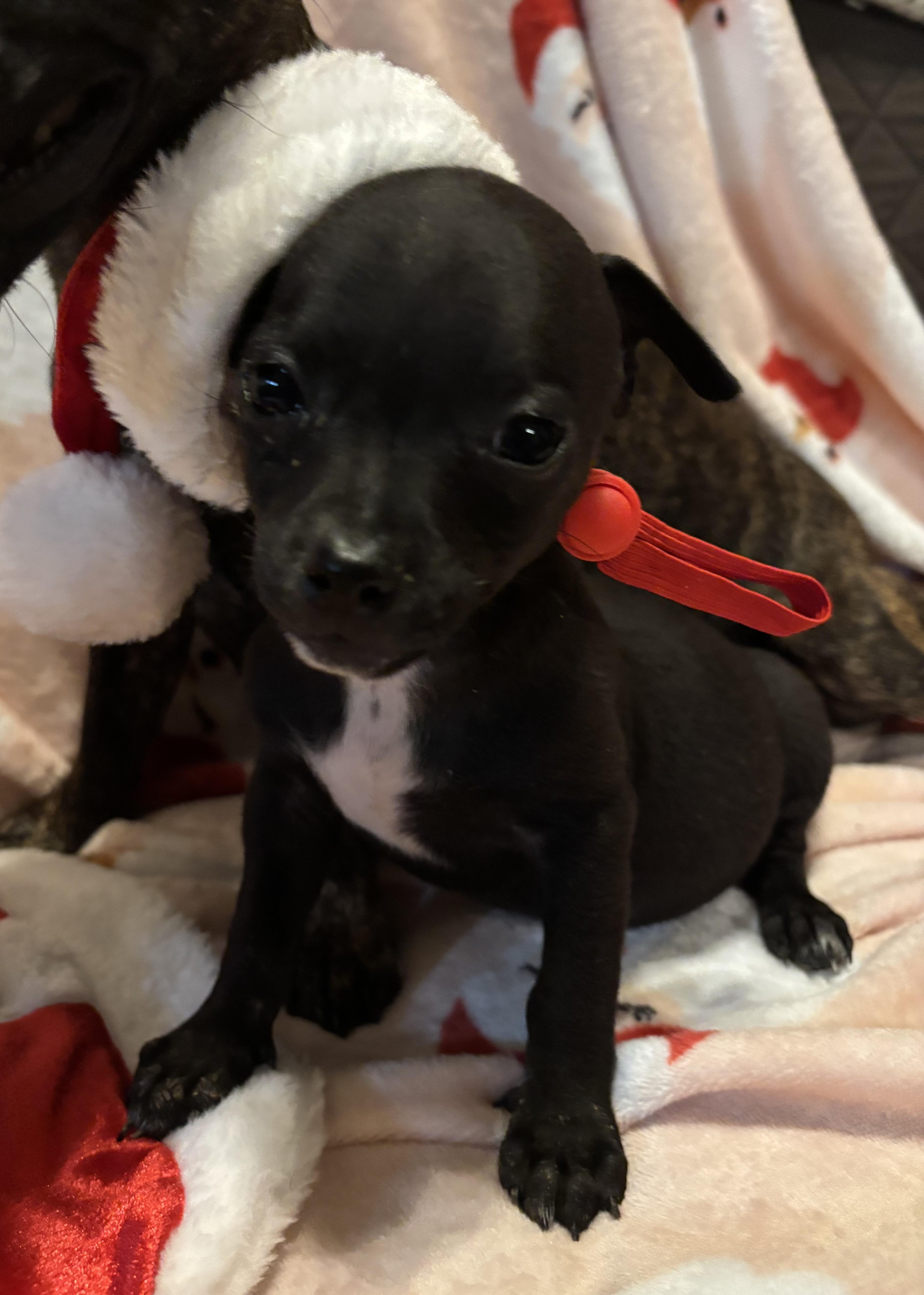 Phoenix , ADOPTABLE, Puppy Male Chihuahua.
