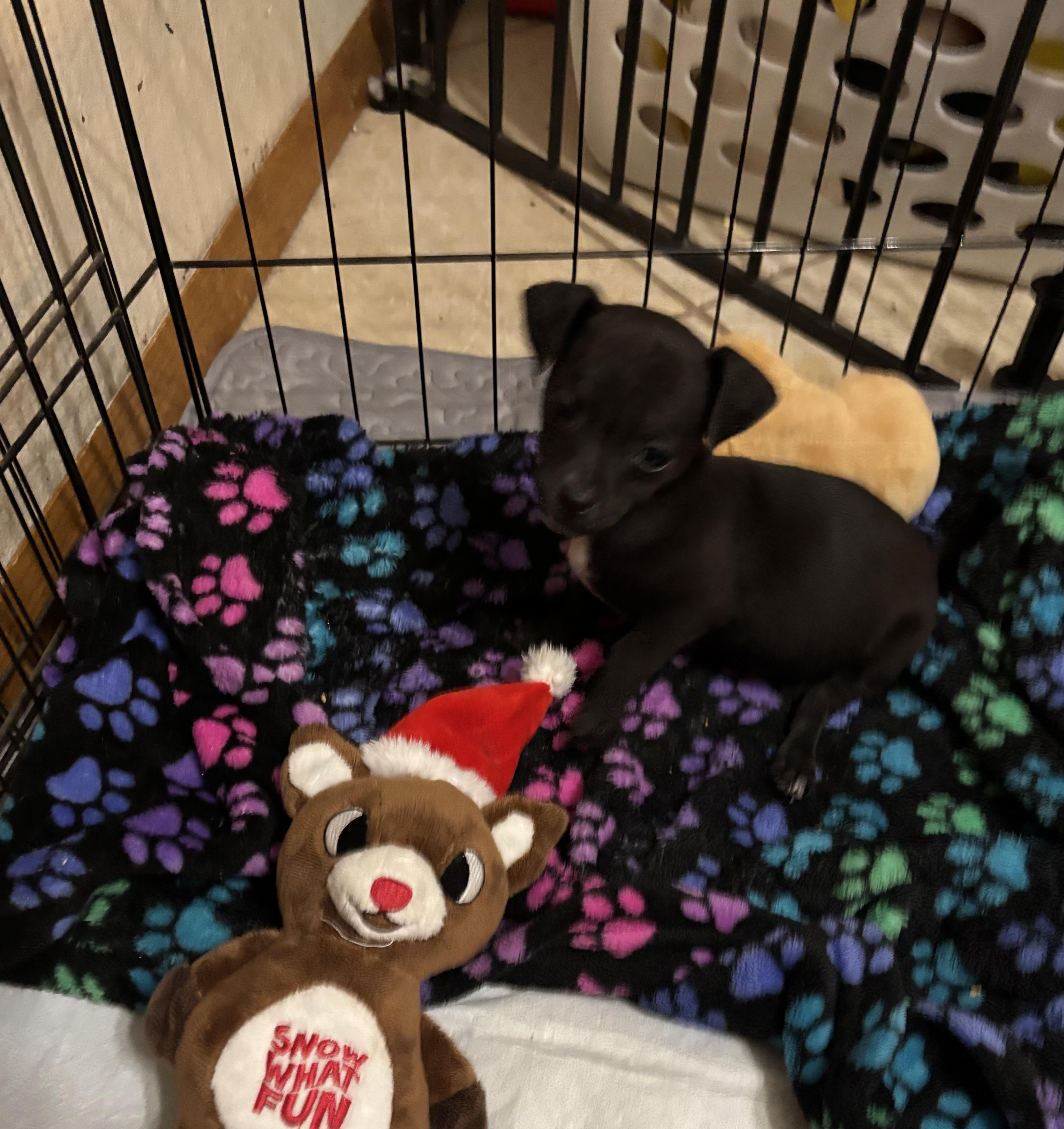 Phoenix , an adoption pending mixed breed image 2/4